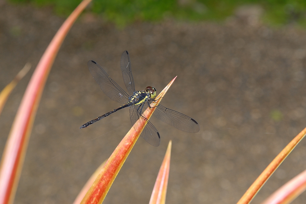 0200 Cairns Botanic Gardens.jpg